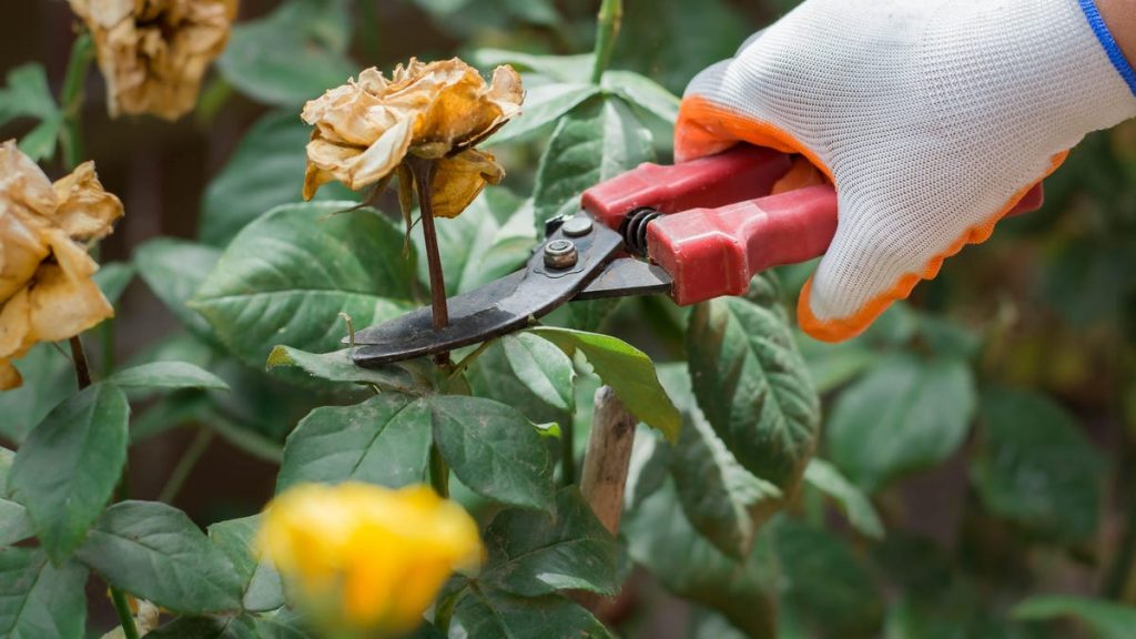 ‘Deadhead’ Your Flowers to Keep Them Blooming All Season